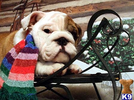 English Bulldog Puppies in FL